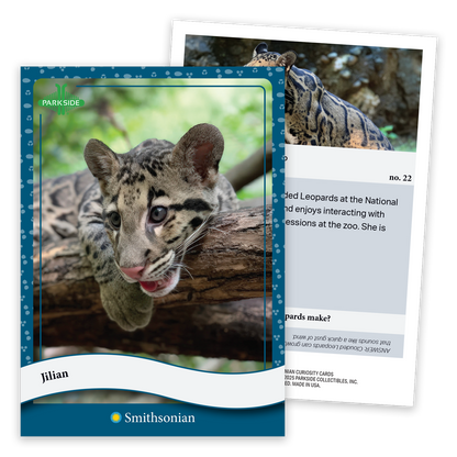 Curiosity Cards: Animal Kingdom - First Edition!